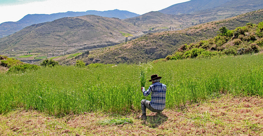 Revisa las recomendaciones para mejorar el manejo de pastos y forrajes Agro Rural Perú