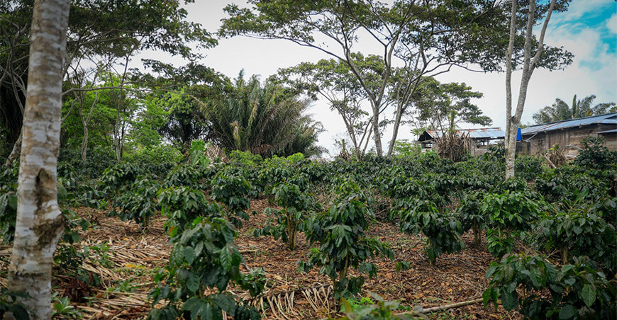 Impulsan agroforestería en cultivos de café con la instalación de 60 000 plantones forestales en Ayacucho, Cusco y Junín Devida Perú