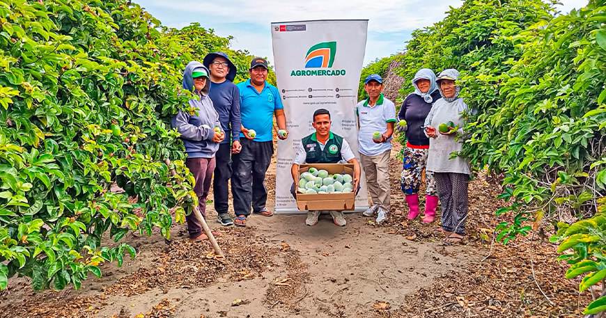 Agromercado fortalece exportación de maracuyá orgánico con ventas de 2 toneladas mensuales La Libertad Perú