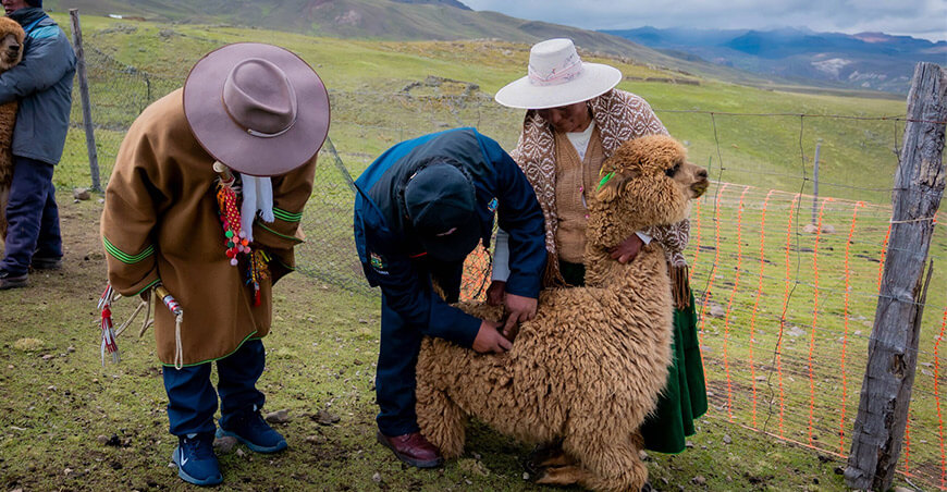 Alpacas de color Puno Perú