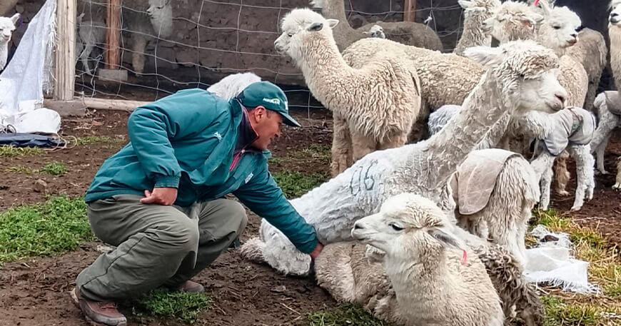 Trasladan alpacas machos para mejorar la reproducción en comunidades altoandinas Cusco Perú