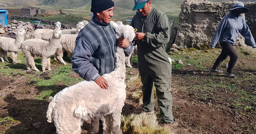 Trasladan alpacas machos para mejorar la reproducción en comunidades altoandinas Cusco Perú
