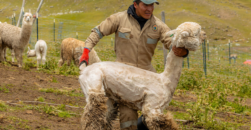 Alpaqueros de Challhuahuacho fortalecen capacidades en esquila mecanizada y manual Apurímac Perú