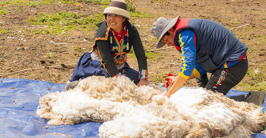Alpaqueros de Challhuahuacho fortalecen capacidades en esquila mecanizada y manual Apurímac Perú