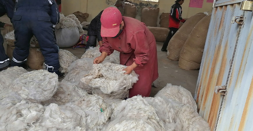 alpaqueros Puno venta fibra alpaca Perú