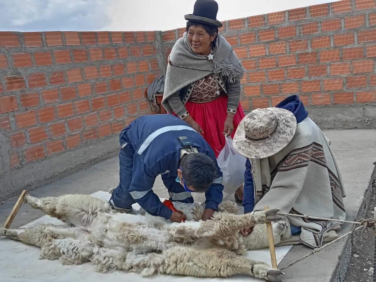 alpaqueros esquila fibra alpaca Puno Perú