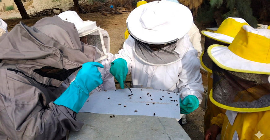 Apicultoras implementan métodos de control sanitario para proteger sus colmenas Varroa Piura Perú