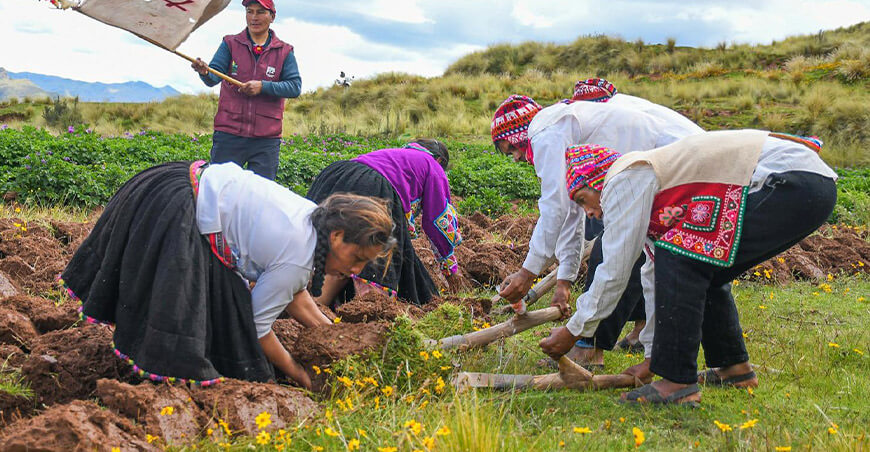 barbecho con chakitaqlla impulsa una agricultura sostenible en Cusco Perú