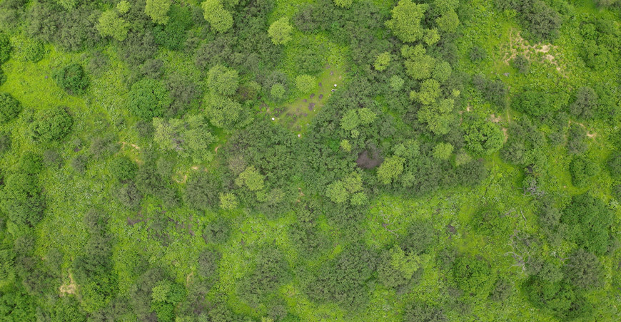 bosques secos árboles algarrobos Piura Perú Osinfor