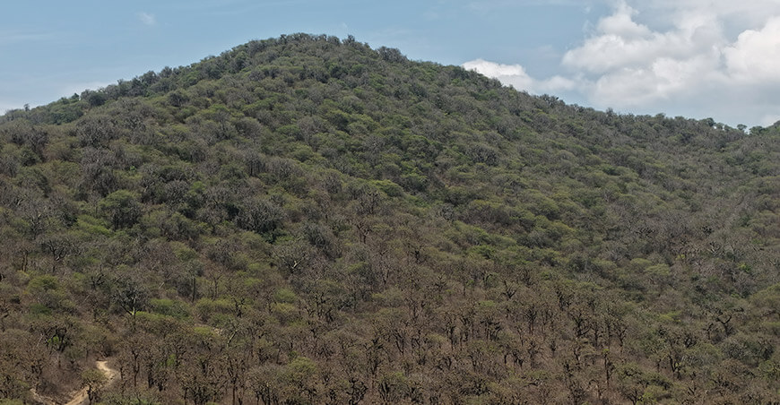 Osinfor supervisó más de 5000 hectáreas de bosques secos Perú