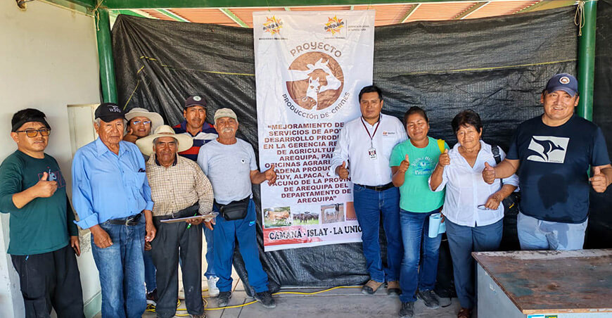 Impulsan mejoramiento genético de ovinos en Islay mediante inseminación artificial Arequipa Perú