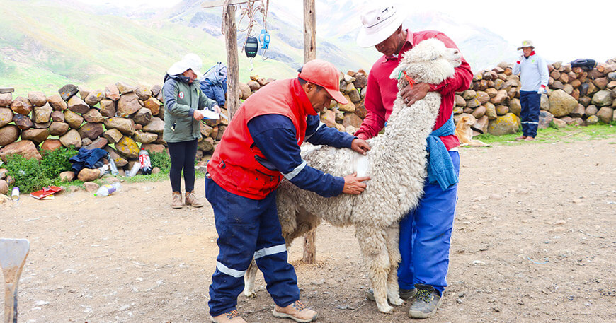 Evalúan parámetros productivos de alpacas en Ccahuacc Licapa Ayacucho Perú