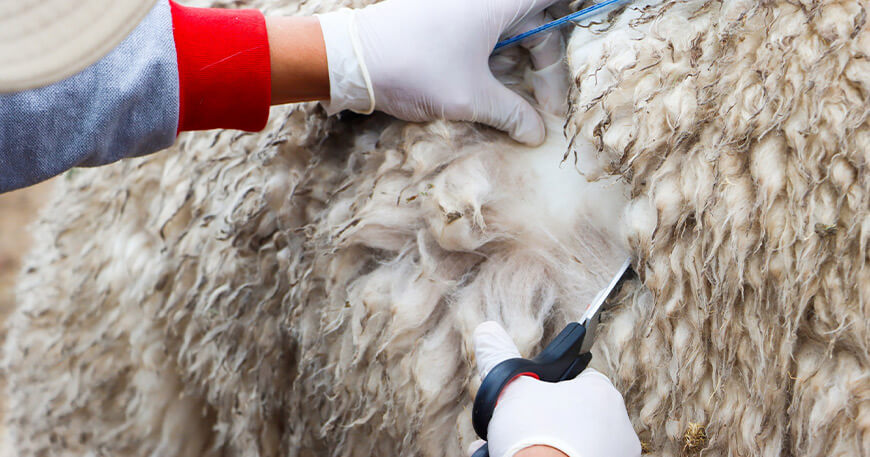 Evalúan parámetros productivos de alpacas en Ccahuacc Licapa Ayacucho Perú