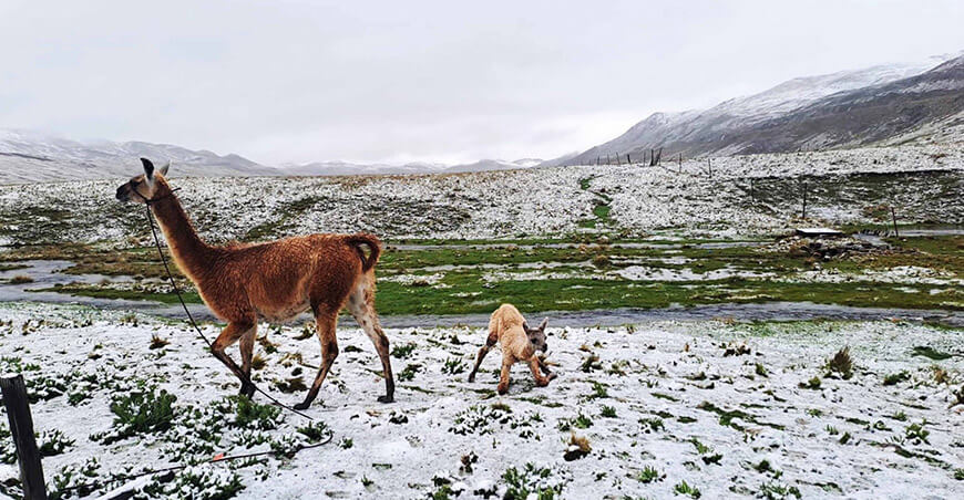 Ejecutan campaña de parición de alpacas y llamas para mejorar el mejoramiento genético Junín 