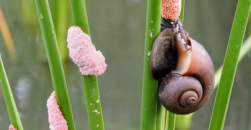 Autoridades articulan acciones frente a la proliferación del caracol manzano en cultivos de arroz en el valle Jequetepeque Perú
