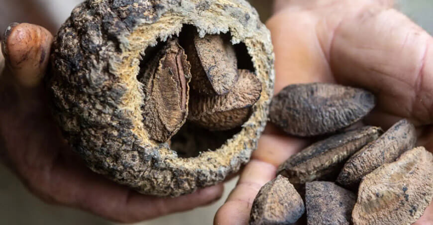 producción castaña Perú