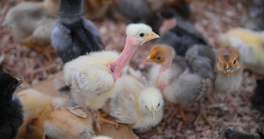 Mejoran crianza de gallinas en la comunidad nativa Alto Parijari Unión Asháninka Cusco Perú