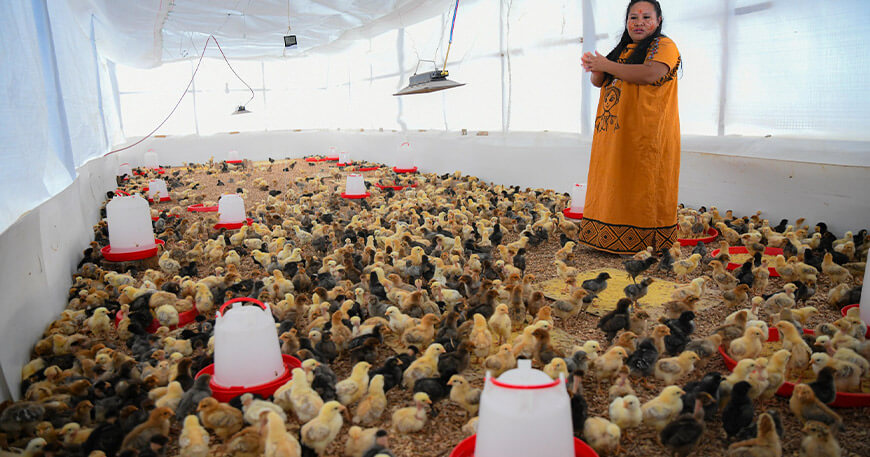 Mejoran crianza de gallinas en la comunidad nativa Alto Parijari Unión Asháninka Cusco Perú