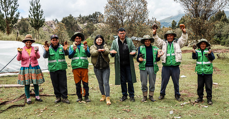 Comunidad de Punacancha transforma sus bosques en producción de hongos comestibles San Sebastián Cusco Perú