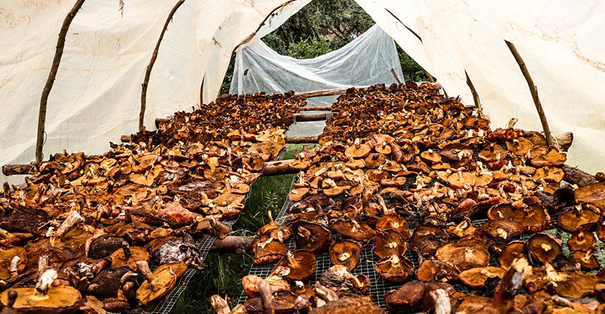 Comunidad de Punacancha transforma sus bosques en producción de hongos comestibles San Sebastián Cusco Perú