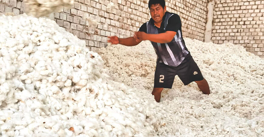 Cooperativa Agraria de Productores San Pedro de Mórrope venta de algodón extralargo Lambayeque Perú
