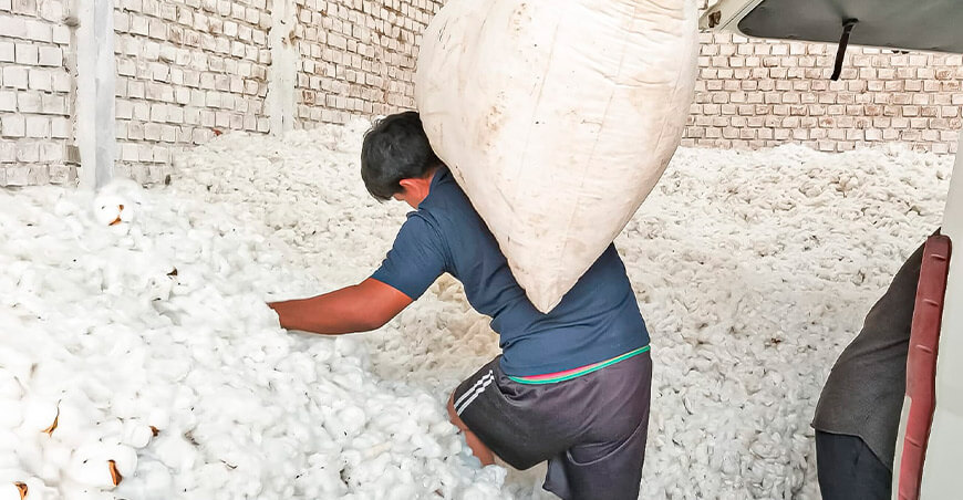 Cooperativa Agraria de Productores San Pedro de Mórrope venta de algodón extralargo Lambayeque Perú