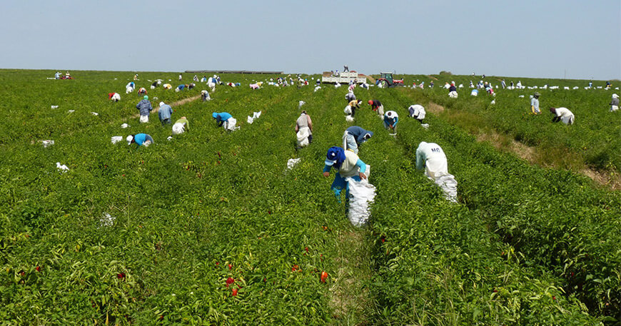 Perú cosecha Capsicum páprika