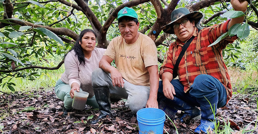 Biofertilizante fortalece la agricultura sostenible en cultivos altoandinos de Pallasca Áncash Perú