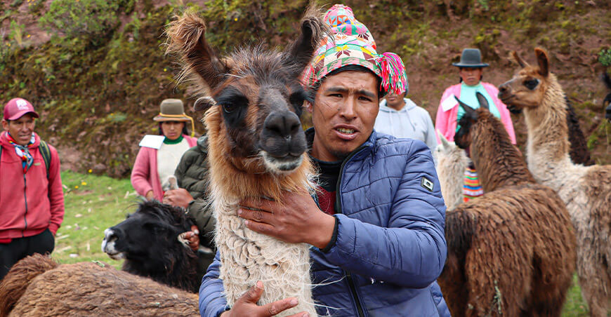 de camélidos sudamericanos en Sullumayo llamas Cusco Perú