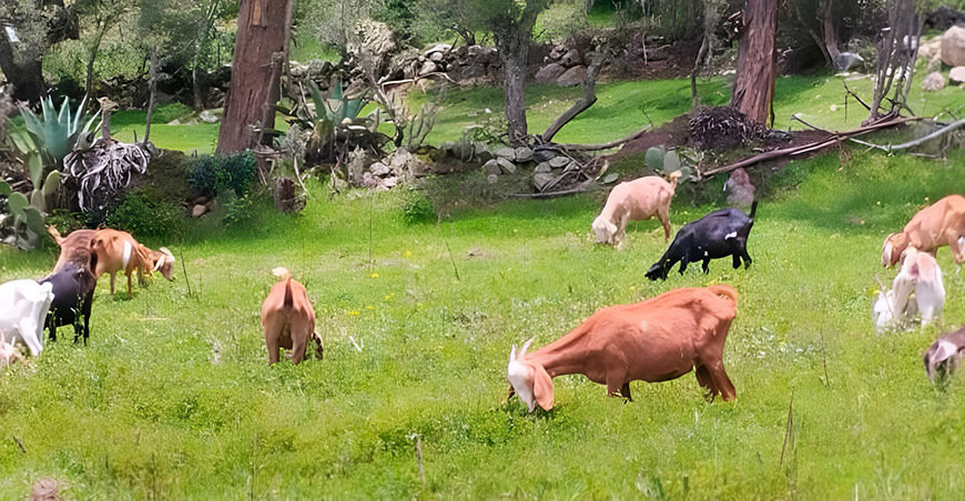 Empresa Agropecuaria y Forestal La Cosecha S.A.C., en Ayacucho nueva ruta de la leche de cabra