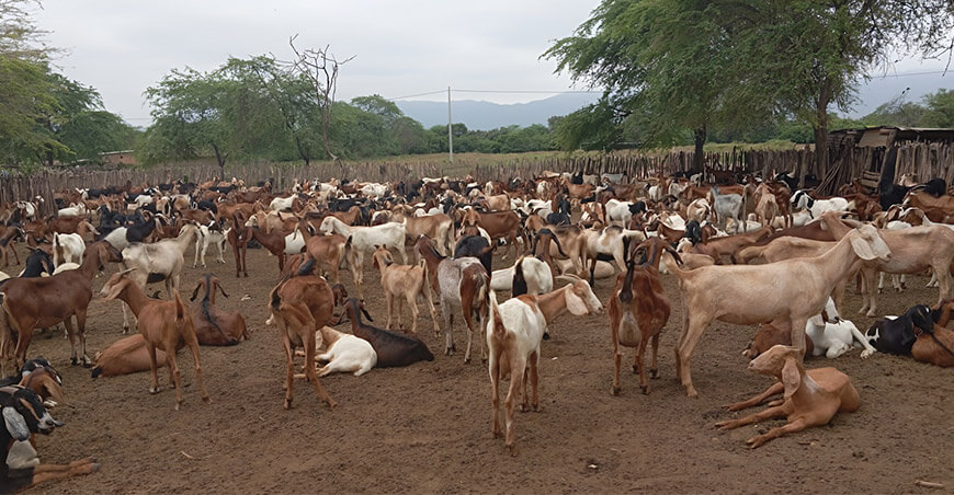 ganadería caprina crianza de cabras Perú