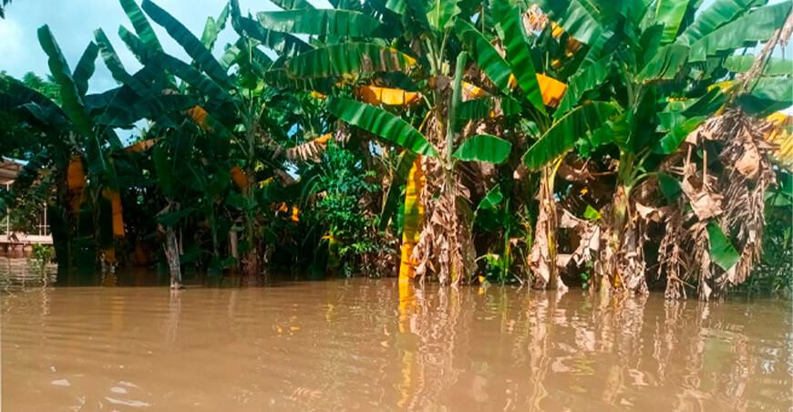 Campaña agrícola en la Amazonía avanza con lluvias y enfrenta riesgos por su intensidad