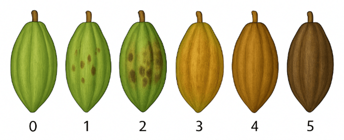 Estudios demuestran que los sistemas agroforestales con cacao son sostenibles y rentables Amazonas Perú UNTRM