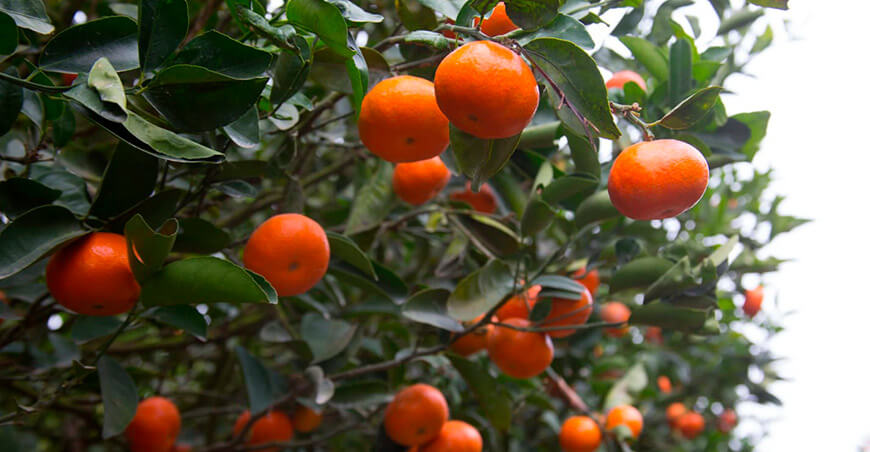 producción y exportación mandarina Perú