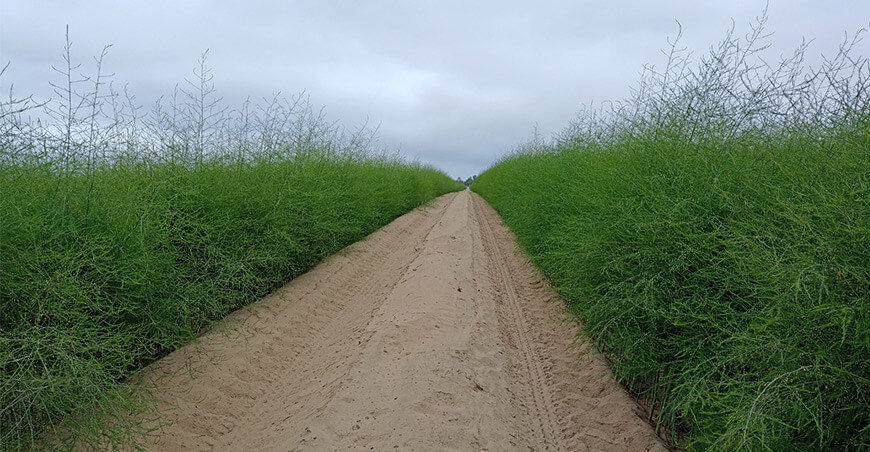 Resultado de un ensayo comparativo de eficacia entre 11 aplicaciones de insecticidas convencionales en rotación (izquierda) y una sola aplicación de Azasol, formulado con azadiractina al 6 % (derecha), para el control larval de Prodiplosis longifila durante la primera brotación y la apertura del espárrago.