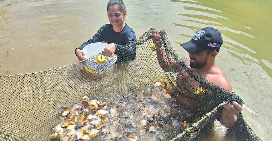 Devida fortalece la economía de familias de Puno, Madre de Dios y Cusco mediante la crianza de peces tropicales Perú