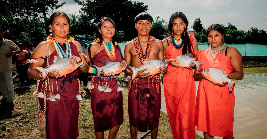 Promueven desarrollo alternativo en comunidades de Nieva para reducir vulnerabilidad al narcotráfico en Amazonas Devida Perú acuicultura crianza peces amazónicos