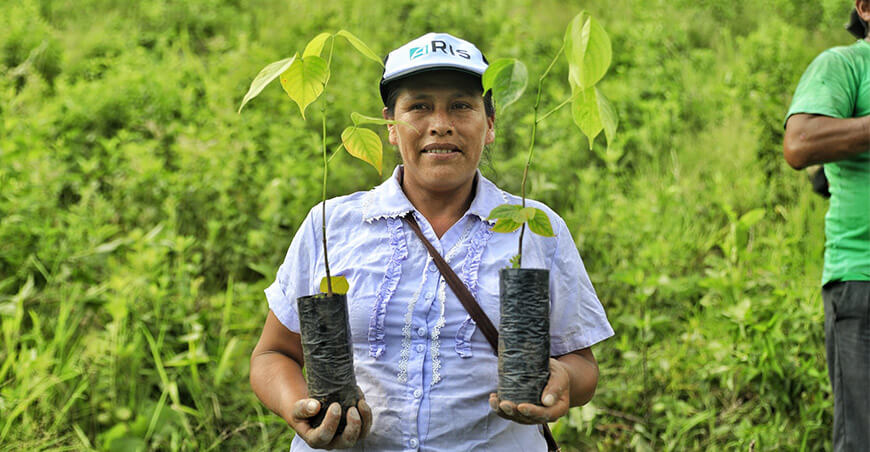 Impulsan agroforestería con la instalación de 60 000 plantones forestales en Ayacucho, Cusco y Junín Devida Perú