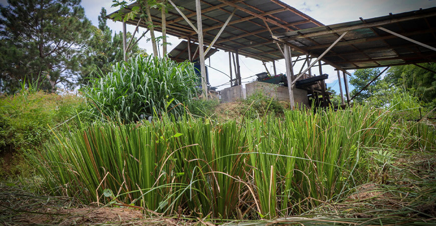 Devida impulsa biofiltros con vetiver para tratar aguas residuales del café y reducir la contaminación Vraem Perú