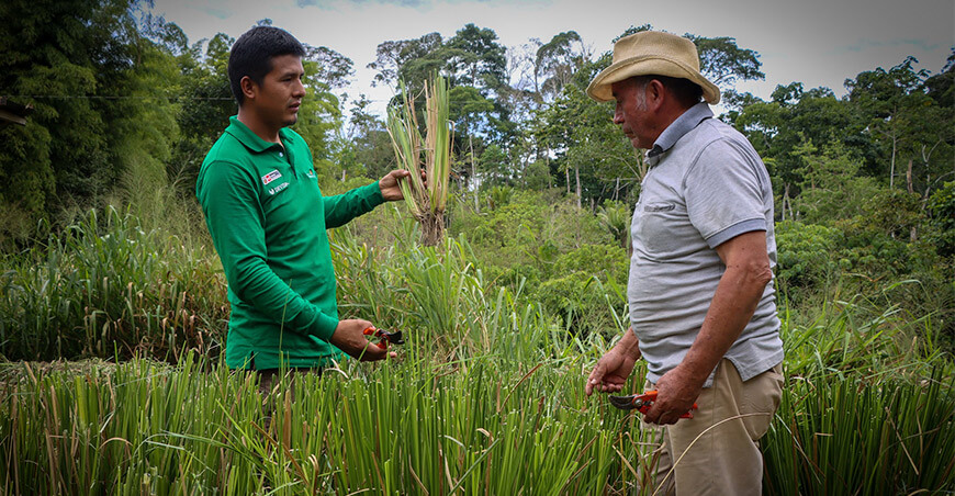 Devida impulsa biofiltros con vetiver para tratar aguas residuales del café y reducir la contaminación Vraem Perú