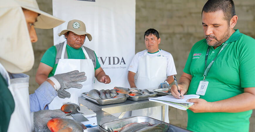 Devida garantiza pescado de calidad para su expendio en Semana Santa en el Alto Huallaga Huánuco Perú