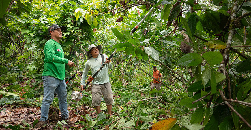 Devida impulsa campañas fitosanitarias en cacao de zonas de desarrollo alternativo productores Amazonas Perú