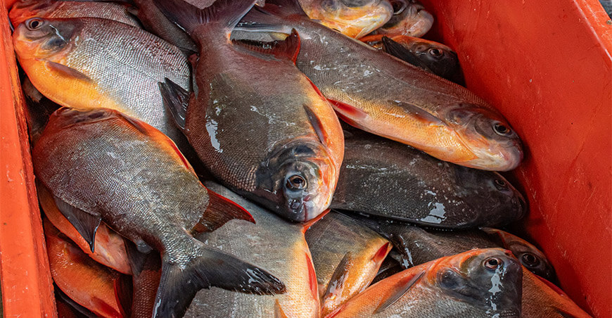 Piscicultores del Vraem comercializaron 2 toneladas de pescado paco en mercados de Apurímac Devida Perú