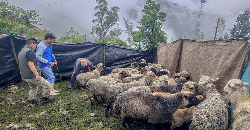 dosificación ovinos Lares Cusco Perú 