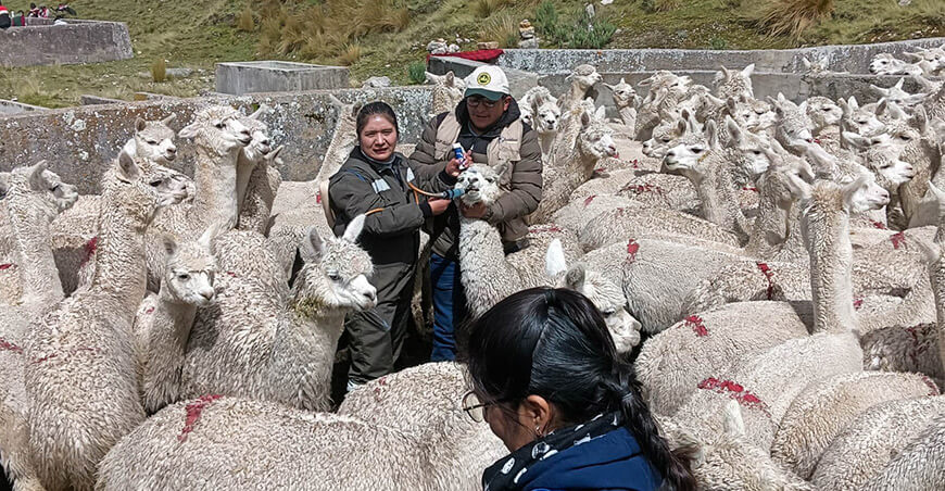 Dosificación de ovinos y alpacas Pasco Perú