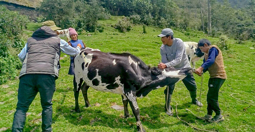 dosificación vacunos Lares Cusco Perú