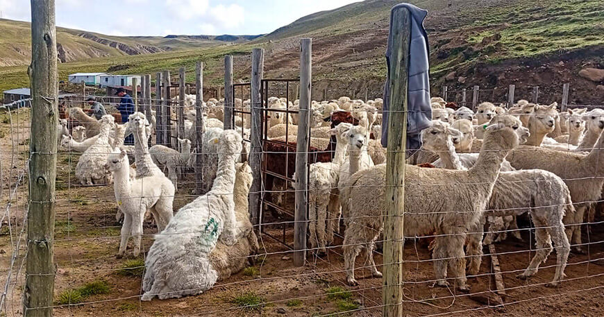 Entregan 300 alpacas reproductoras para mejorar la producción en Caylloma