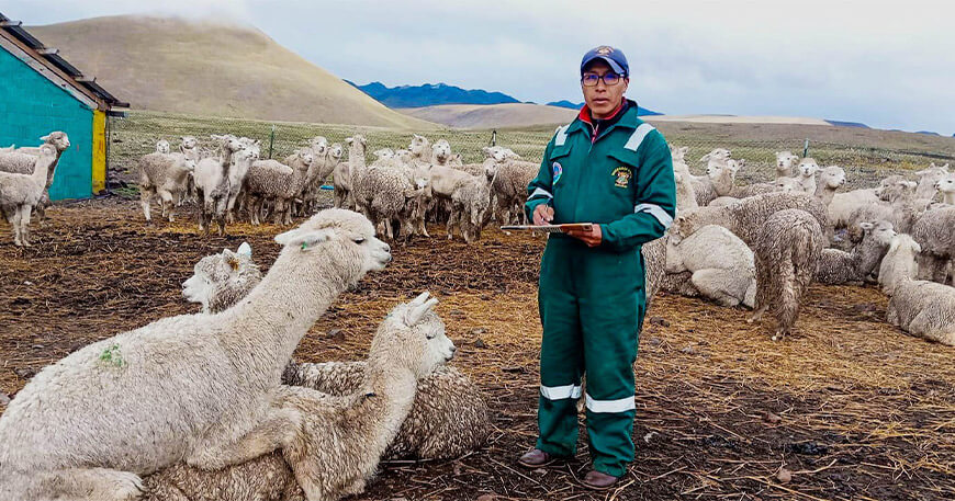 Entregan 300 alpacas reproductoras para mejorar la producción en Caylloma