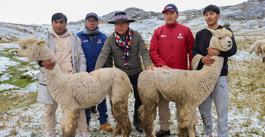 Entregan alpacas Huacaya para impulsar el mejoramiento genético en Castrovirreyna Huancavelica Perú