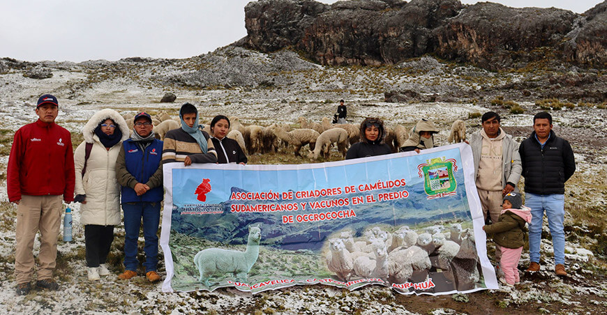 Entregan alpacas Huacaya para impulsar el mejoramiento genético en Castrovirreyna Huancavelica Perú
